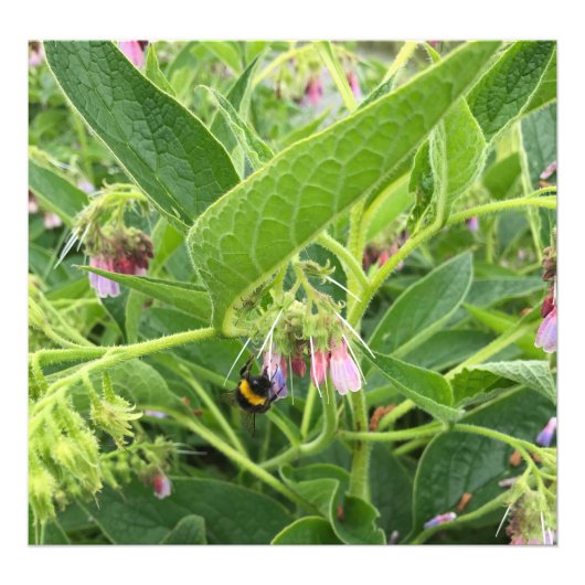 British Bumble Bee on Wild Common Comfrey Foto Afdruk (Voorkant)