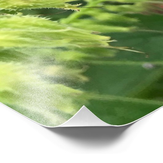 British Bumble Bee on Wild Common Comfrey Foto Afdruk (Hoek)