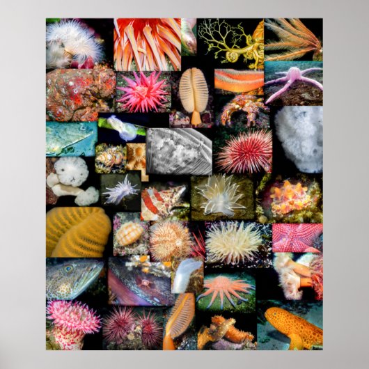 British Columbia Marine Life Collage Poster (Voorkant)