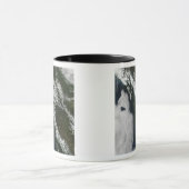 British Columbia Mok (Midden)