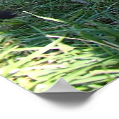 British Columbian Wolf Pup Poster (Hoek)