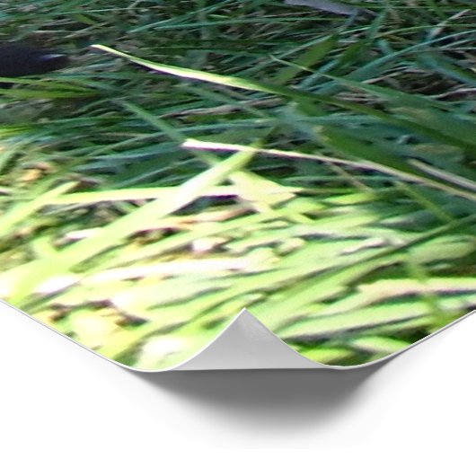 British Columbian Wolf Pup Poster (Hoek)