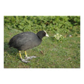 British Coot Foto Afdruk (Voorkant)