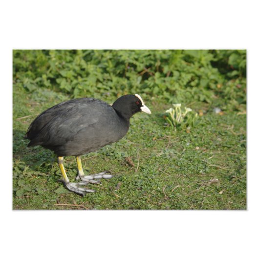 British Coot Foto Afdruk (Voorkant)