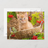 British Kitten in een mand met bergen Briefkaart (Voorkant / Achterkant)