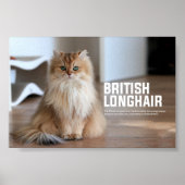 British Longhair Cat Breed Poster (Voorkant)
