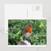 British Robin Briefkaart (Voorkant / Achterkant)