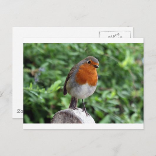 British Robin Briefkaart (Voorkant / Achterkant)