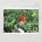 British Robin Briefkaart (Voorkant)