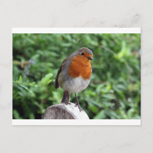 British Robin Briefkaart (Voorkant)