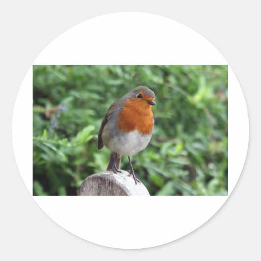 British Robin Ronde Sticker (Voorkant)
