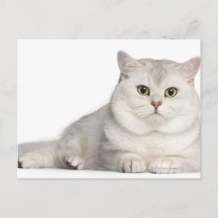 British Shorthair (2 jaar oud) die vooraan ligt Briefkaart