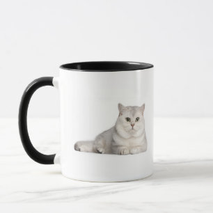 British Shorthair (2 jaar oud) die vooraan ligt Mok