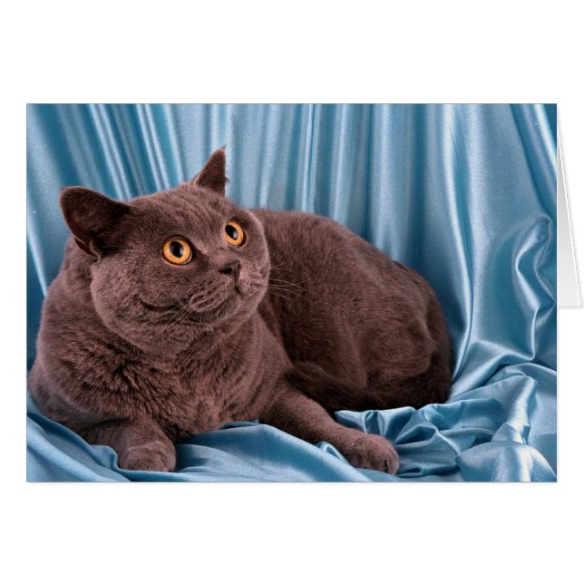 British Shorthair, blauw (Voorkant Horizontaal)