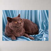 British Shorthair, blauw Poster (Voorkant)