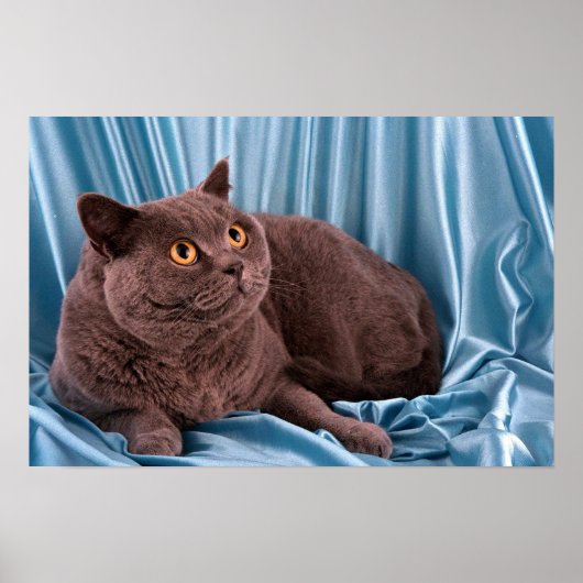 British Shorthair, blauw Poster (Voorkant)
