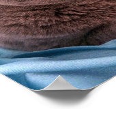 British Shorthair, blauw Poster (Hoek)