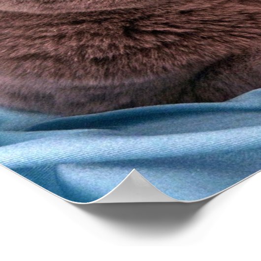 British Shorthair, blauw Poster (Hoek)