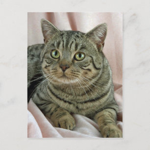 British Shorthair, bruin gevlekt Briefkaart