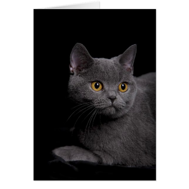 British Shorthair Card (Voorkant)