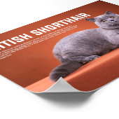 British Shorthair Cat Breed Poster (Hoek)