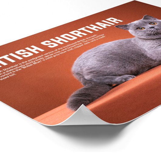 British Shorthair Cat Breed Poster (Hoek)