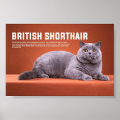British Shorthair Cat Breed Poster (Voorkant)