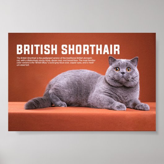 British Shorthair Cat Breed Poster (Voorkant)