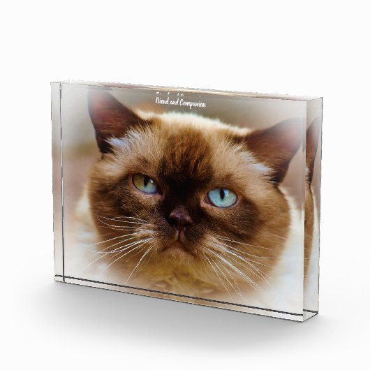 British Shorthair Cat Fotoblokken (Rechts)