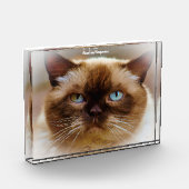 British Shorthair Cat Fotoblokken (Links)