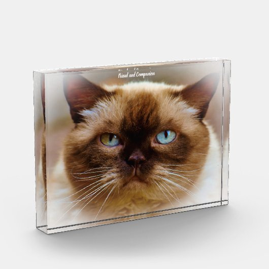 British Shorthair Cat Fotoblokken (Links)