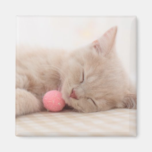 British Shorthair Cat Magneet (Voorkant)