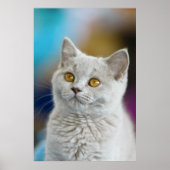 British Shorthair Cat Poster (Voorkant)