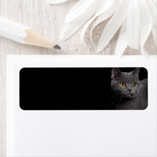 British Shorthair Cat Return Label (Insitu)