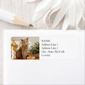 British Shorthair Cat Spint-fect Holiday Season Etiket (Insitu)