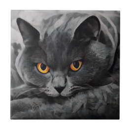 British Shorthair Cat Tegeltje