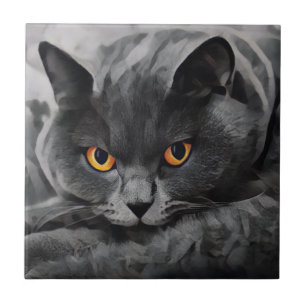 British Shorthair Cat Tegeltje