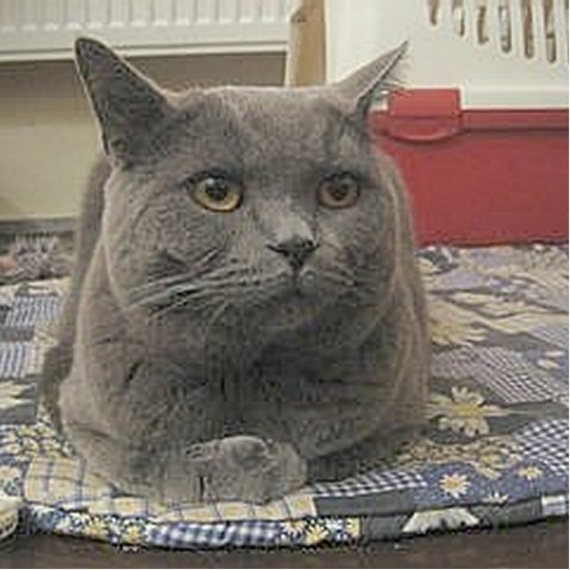 British_Shorthair_grijs Fotobeeldje Sleutelhanger (Voorkant)