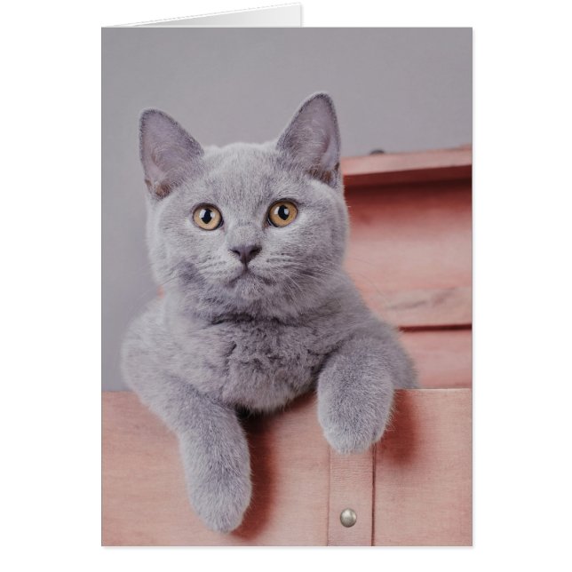 British shorthair kitten (Voorkant)