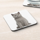 British Shorthair Kitten (10 weken oud) 2 Drankjes Onderzetter (Linkerzijde)