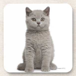 British Shorthair Kitten (10 weken oud) 2 Drankjes Onderzetter