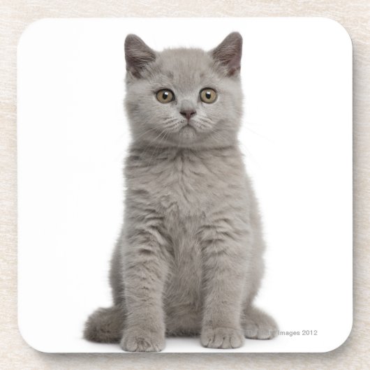 British Shorthair Kitten (10 weken oud) 2 Drankjes Onderzetter (Voorkant)
