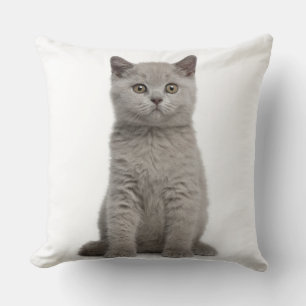 British Shorthair Kitten (10 weken oud) 2 Kussen