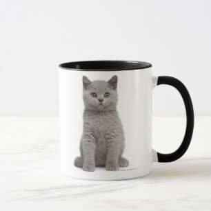 British Shorthair Kitten (10 weken oud) 2 Mok