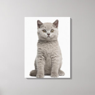 British Shorthair Kitten (10 weken oud) Canvas Afdruk