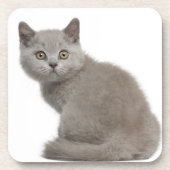 British Shorthair Kitten (10 weken oud) Drankjes Onderzetter (Voorkant)