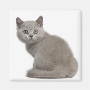 British Shorthair Kitten (10 weken oud) Magneet
