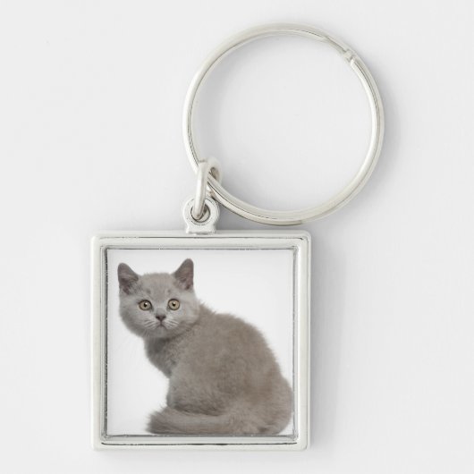 British Shorthair Kitten (10 weken oud) Sleutelhanger (Voorkant)
