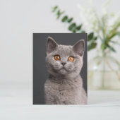 British Shorthair kitten (3 maanden oud) Briefkaart (Staand voorkant)