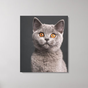 British Shorthair kitten (3 maanden oud) Canvas Afdruk